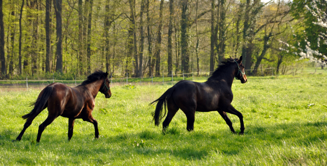 20. April 2016  - Foto: Beate Langels -
Trakehner Gestt Hmelschenburg