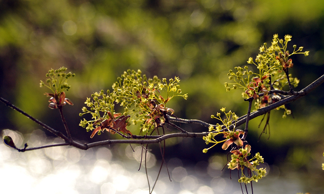 20. April 2016  - Foto: Beate Langels -
Trakehner Gestt Hmelschenburg