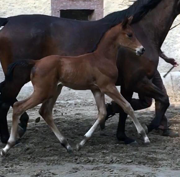 Trakehner Stutfohlen Schwalbe's Beauty von High Motion x Imperio - Beate Langels Gestt Hmelschenburg