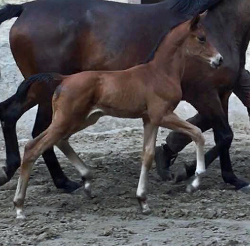 Trakehner Stutfohlen Schwalbe's Beauty von High Motion x Imperio - Beate Langels Gestt Hmelschenburg