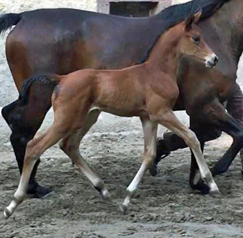 Trakehner Stutfohlen Schwalbe's Beauty von High Motion x Imperio - Beate Langels Gestt Hmelschenburg