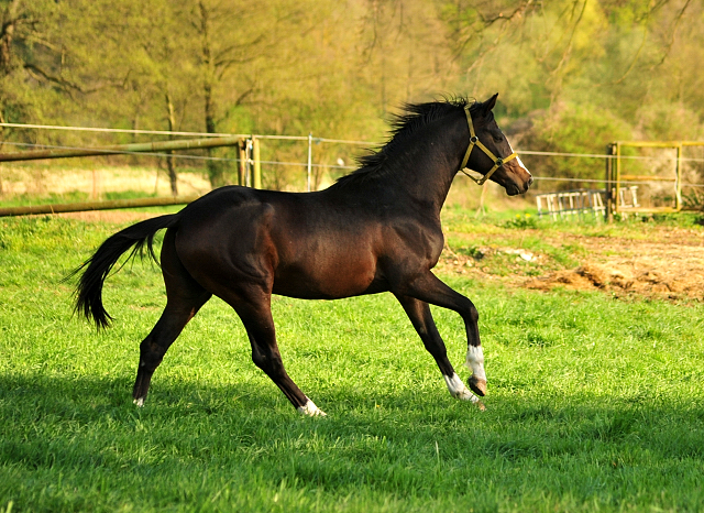 Die zweijhrigen Hengste - Trakehner Gestt Hmelschenburg - Foto: Beate Langels - 
Trakehner Gestt Hmelschenburg