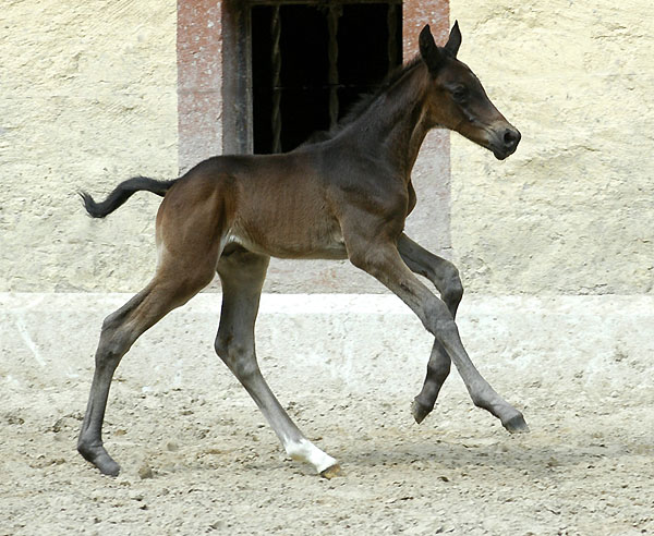 1 Tag alt: Trakehner Hengstfohle von Summertime u.d. Schwalbenflair v. Exclusiv, Foto: Gestt Hmelschenburg Beate Langels