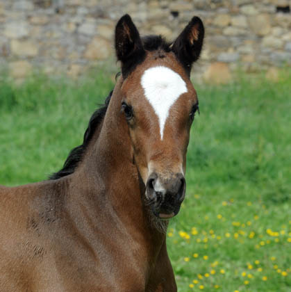 Trakehner Stutfohlen von Saint Cyr u.d. Greta Garbo v. Alter Fritz, Foto: Beate Langels, Trakehner Gestt Hmelschenburg