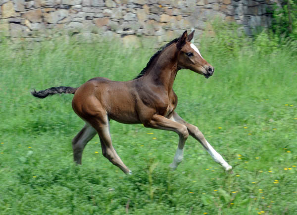 Trakehner Stutfohlen von Saint Cyr u.d. Greta Garbo v. Alter Fritz, Foto: Beate Langels, Trakehner Gestt Hmelschenburg