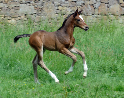 Trakehner Stutfohlen von Saint Cyr u.d. Greta Garbo v. Alter Fritz, Foto: Beate Langels, Trakehner Gestt Hmelschenburg