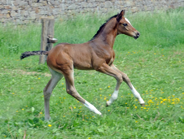 Trakehner Stutfohlen von Saint Cyr u.d. Greta Garbo v. Alter Fritz, Foto: Beate Langels, Trakehner Gestt Hmelschenburg