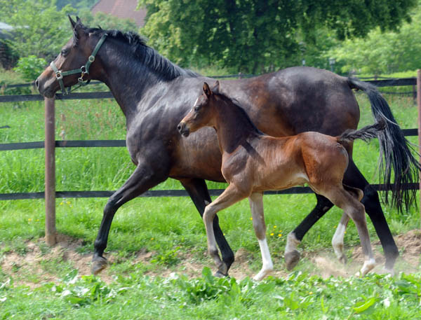 Stutfohlen von Totilas u.d. Trakehner Prmien- u. Staatsprmienstute Schwalbenfeder v. Summertime, Foto: Beate Langels, Trakehner Gestt Hmelschenburg