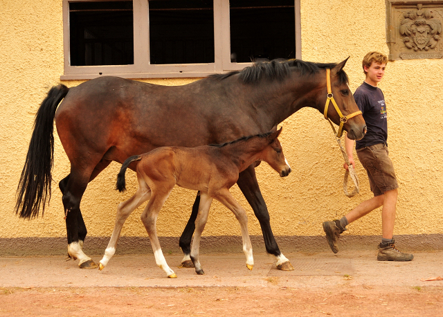 Taluna - Trakehner Stutfohlen von Alter Fritz u.d. Pr.u.StPrSt. Tacyra v. Saint Cyr - Foto: Beate Langels - Trakehner Gestt Hmelschenburg