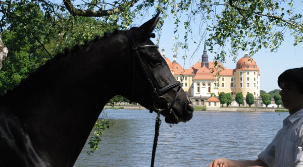 Grace Conelly von Shavalou u.d. Elitestute Gloriette v. Kostolany und Richard Langels, Foto: Kiki Oellrich