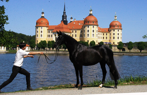 Grace Conelly von Shavalou u.d. Elitestute Gloriette v. Kostolany und Richard Langels, Foto: Kiki Oellrich