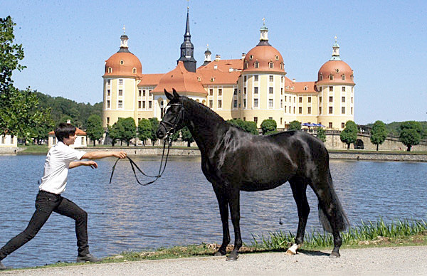 Grace Conelly von Shavalou u.d. Elitestute Gloriette v. Kostolany und Richard Langels, Foto: Kiki Oellrich