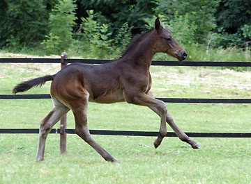 Trakehner Hengstfohlen von Summertime u.d. Schwalbenflair v. Exclusiv, Foto: Gestt Hmelschenburg Beate Langels