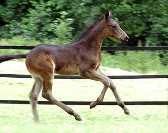 Trakehner Hengstfohlen von Summertime u.d. Schwalbenflair v. Exclusiv, Foto: Gestt Hmelschenburg Beate Langels