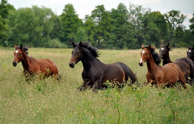 Die Ein- u. Zweijhrigen Hengste genieen den ersten Tag der Weidesaison 2015 - Foto Beate Langels - Gestt Hmelschenburg