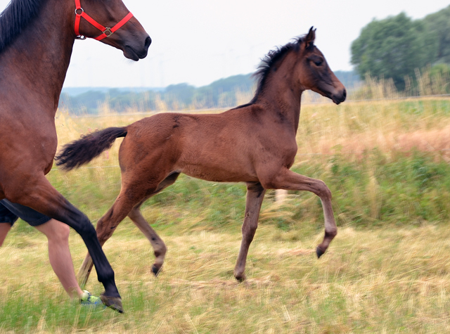 Stutfohlen von His Moment u.d. Pr.u.StPrSt. Katniss Everdeen v. Saint Cyr - Foto: Richard Langels - Trakehner Gestt Hmelschenburg