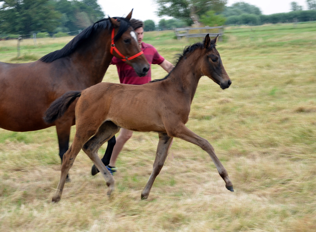 Stutfohlen von His Moment u.d. Pr.u.StPrSt. Katniss Everdeen v. Saint Cyr - Foto: Richard Langels - Trakehner Gestt Hmelschenburg