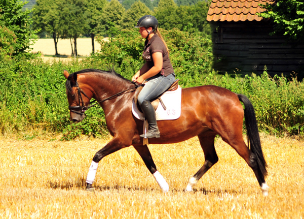 Prmienanwrterin Karida von Oliver Twist u.d. Pr.u.StPrSt. Karena v. Freudenfest  - Foto: Beate Langels -  
Trakehner Gestt Hmelschenburg