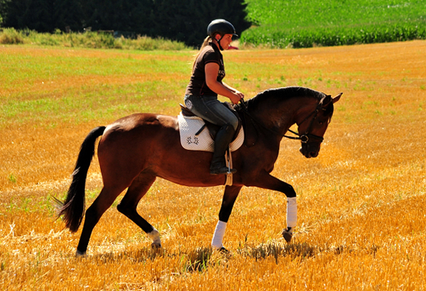 Prmienanwrterin Karida von Oliver Twist u.d. Pr.u.StPrSt. Karena v. Freudenfest  - Foto: Beate Langels -  
Trakehner Gestt Hmelschenburg