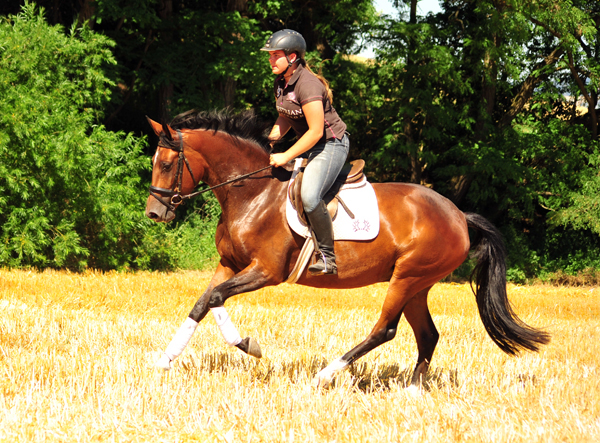 Prmienanwrterin Karida von Oliver Twist u.d. Pr.u.StPrSt. Karena v. Freudenfest  - Foto: Beate Langels -  
Trakehner Gestt Hmelschenburg