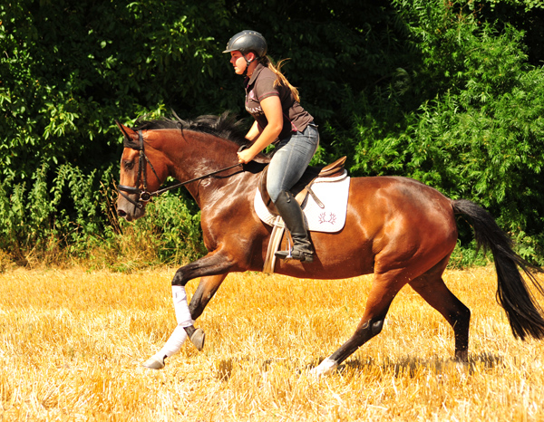 Prmienanwrterin Karida von Oliver Twist u.d. Pr.u.StPrSt. Karena v. Freudenfest  - Foto: Beate Langels -  
Trakehner Gestt Hmelschenburg