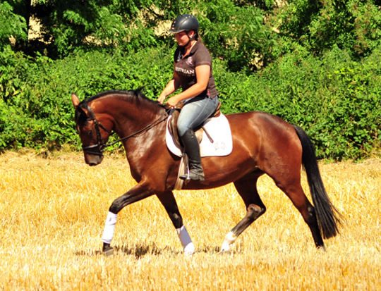 Prmienanwrterin Karida von Oliver Twist u.d. Pr.u.StPrSt. Karena v. Freudenfest  - Foto: Beate Langels -  
Trakehner Gestt Hmelschenburg