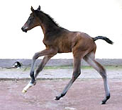 Foals, Yearlings and two year old horses for sale