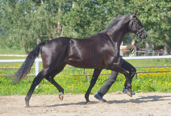 2jhriger Hengst von Exclusiv u.d. Elitestute Sacre Noir v. Kostolany - Foto: Beate Langels - Gestt Schplitz