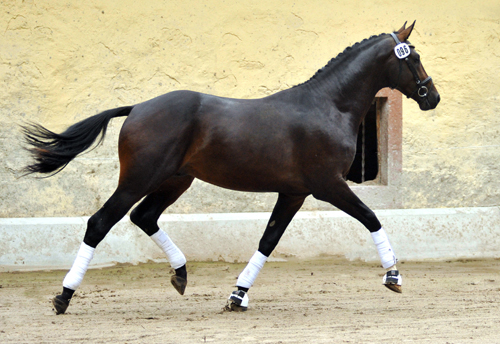 Trakehner Hengst von Saint Cyr u.d. Pr.St. Under the moon v. Easy Game - Herzkristall , Foto: Beate Langels - Trakehner Gestt Hmelschenburg