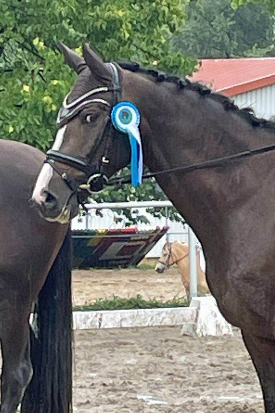Vencedor v. High Motion am 1. Januar 2020 in Hmelschenburg - Trakehner Gestt Hmelschenburg - Beate Langels