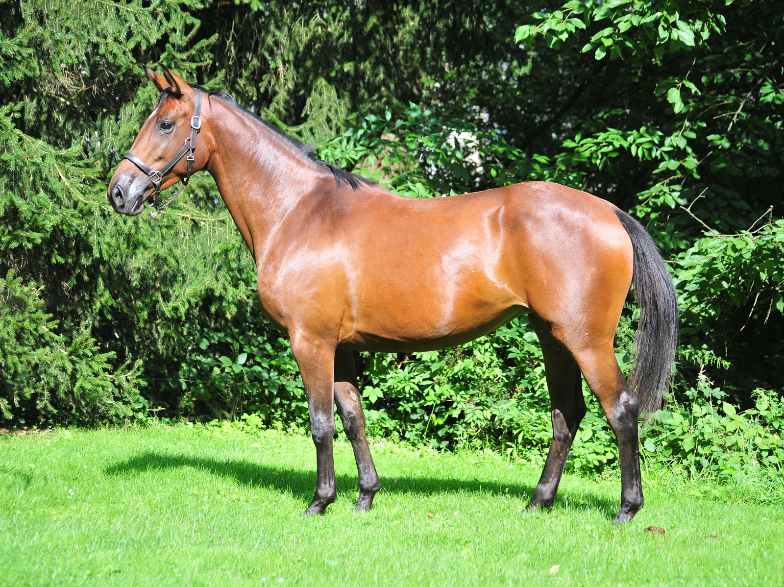 Valea - Trakehner mare by out of Pr.u.StPrSt. Vittoria by Exclusiv- Trakehner Gestt Hmelschenburg - Foto: Beate Langels - Trakehner Gestt Hmelschenburg
