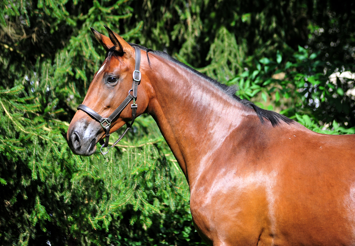Valea - Trakehner mare by out of Pr.u.StPrSt. Vittoria by Exclusiv- Trakehner Gestt Hmelschenburg - Foto: Beate Langels - Trakehner Gestt Hmelschenburg