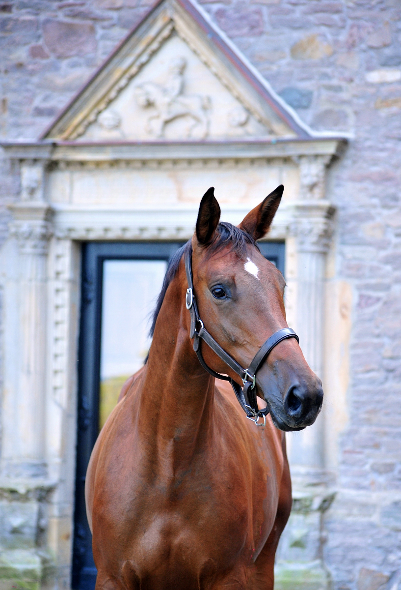 Valea - Trakehner mare by out of Pr.u.StPrSt. Vittoria by Exclusiv- Trakehner Gestt Hmelschenburg - Foto: Beate Langels - Trakehner Gestt Hmelschenburg
