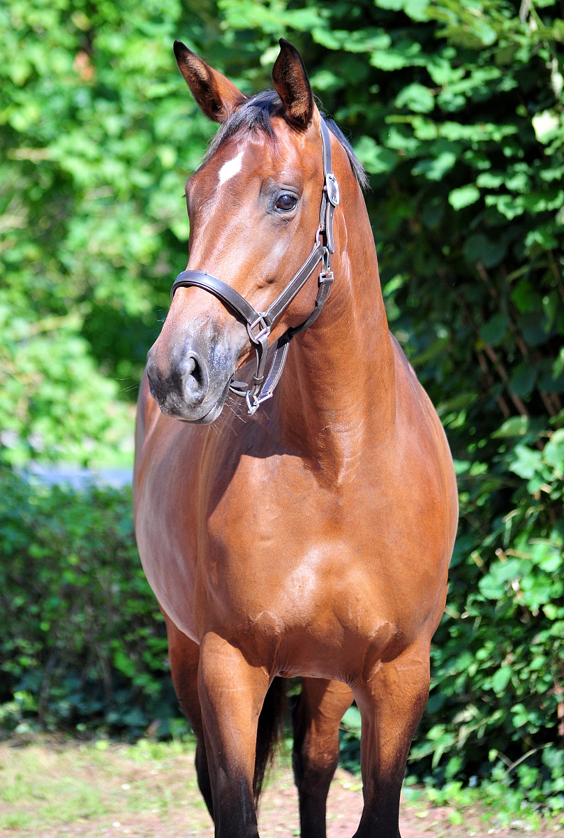 Valea - Trakehner mare by out of Pr.u.StPrSt. Vittoria by Exclusiv- Trakehner Gestt Hmelschenburg - Foto: Beate Langels - Trakehner Gestt Hmelschenburg