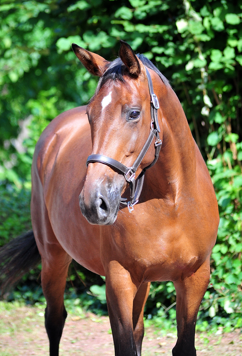 Valea - Trakehner mare by out of Pr.u.StPrSt. Vittoria by Exclusiv- Trakehner Gestt Hmelschenburg - Foto: Beate Langels - Trakehner Gestt Hmelschenburg