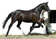 Thirica von Enciro Caruso u.d. Elitestute Thirza v. Karon