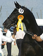 Siegerstute Gipsy Flower