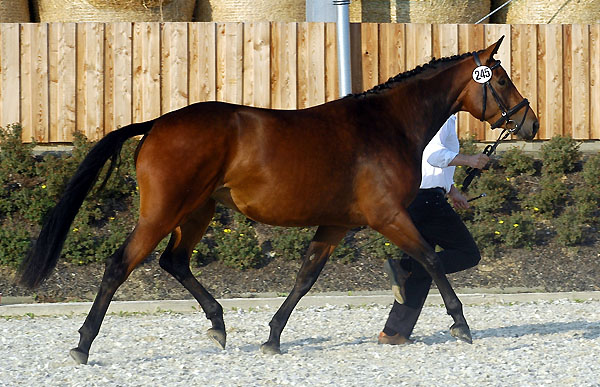 Gwyneth v. Summertime u.d. Pr.St. Gracia Patricia II v. Alter Fritz - Trakehner Gestt Hmelschenburg - Foto: Beate Langels