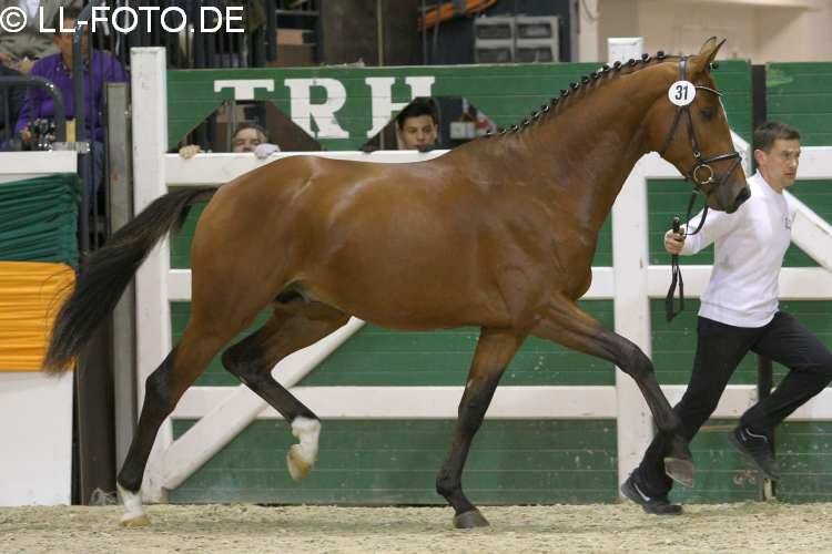 Trakehner Hengst HIGH MOTION von Saint Cyr u.d. Hanna v. Summertime  - Foto: Beate Langels, Trakehner Gestt Hmelschenburg