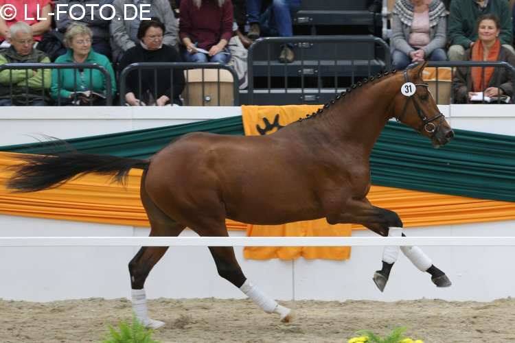Trakehner Hengst HIGH MOTION von Saint Cyr u.d. Hanna v. Summertime  - Foto: Beate Langels, Trakehner Gestt Hmelschenburg