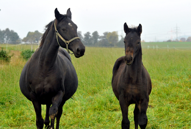 Hengstfohlen von Touch my Heart u.d. Pr.u.StPrSt. vittoria v. Exclusiv - 28. August 2015 - Foto Beate Langels - Gestt Hmelschenburg