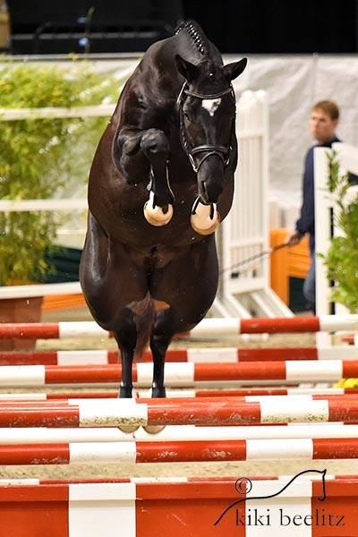 Guardiola - zweijhriger Hengst von Saint Cyr u.d. Greta Garbo - 14. Juli 2016  - Foto: Beate Langels -
Trakehner Gestt Hmelschenburg