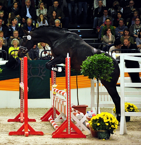 High Five - Trakehner Prmienhengst 2016  von Saint Cyr u.d. Hanna v. Summertime  - Foto: Beate Langels -
Trakehner Gestt Hmelschenburg