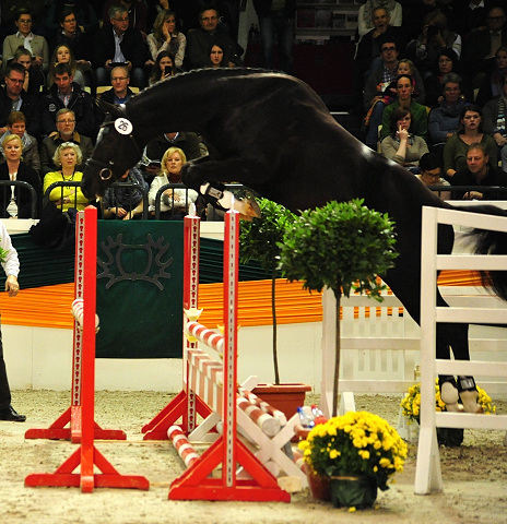 Guardiola - zweijhriger Hengst von Saint Cyr u.d. Greta Garbo - Oktober 2016  - Foto: Beate Langels -
Trakehner Gestt Hmelschenburg