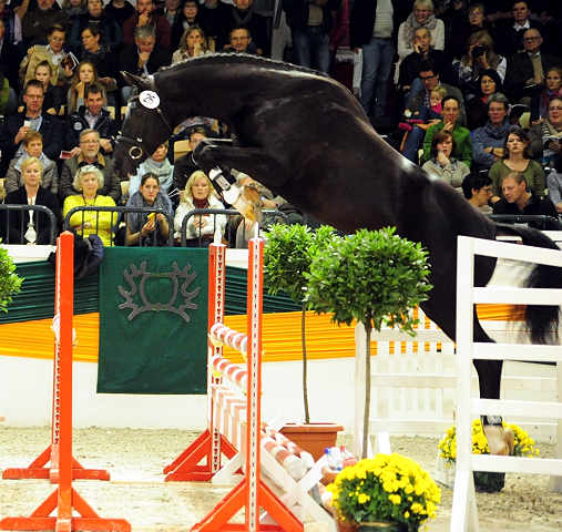 Guardiola - zweijhriger Hengst von Saint Cyr u.d. Greta Garbo - 14. Juli 2016  - Foto: Beate Langels -
Trakehner Gestt Hmelschenburg