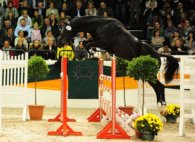 Guardiola - zweijhriger Hengst von Saint Cyr u.d. Greta Garbo - Oktober 2016  - Foto: Beate Langels -
Trakehner Gestt Hmelschenburg