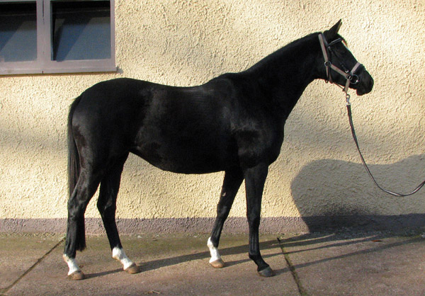 Schwalbensiegel von Kostolany u.d. Pr.,StPr. u. Elitestute Schwalbenspiel v. Exclusiv - Foto: Melanie Weseloh - Zchter : Trakehner Gestt Hmelschenburg