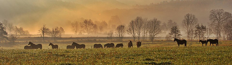 Die Stutenherde des Gestt Hmelschenburg am 20. November 2012, Foto: Rolf Sander, Trakehner Gestt Hmelschenburg - Beate Langels