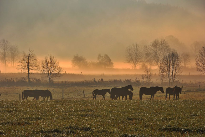 Die Stutenherde des Gestt Hmelschenburg am 20. November 2012, Foto: Rolf Sander, Trakehner Gestt Hmelschenburg - Beate Langels