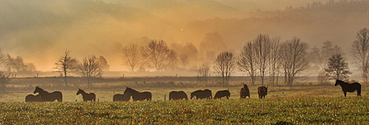 Die Hmelschenburger Stutenherde im November 2012 - Fotos Rolf Sander